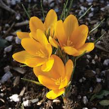 Attēlu rezultāti vaicājumam “Crocus”