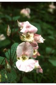 Attēlu rezultāti vaicājumam “Impatiens glandulifera flower”