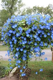 Image result for Ipomoea Heavenly Blue