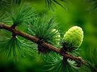 Pine Cones. Taken in Twizell woods - via Daymix