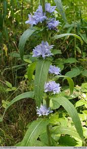 Image result for Campanula moesiaca