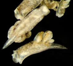 Attēlu rezultāti vaicājumam “Diderma crustaceum sessile”