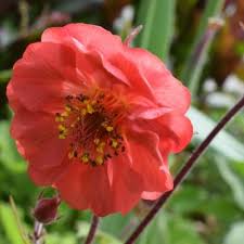 Attēlu rezultāti vaicājumam “Geum rivale flower”