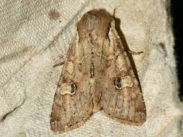 Attēlu rezultāti vaicājumam “Apamea sordens”