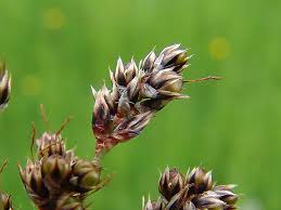 Attēlu rezultāti vaicājumam “Luzula campestris”