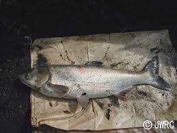 Image result for Hypophthalmichthys molitrix