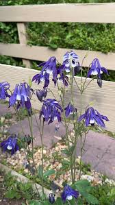 Attēlu rezultāti vaicājumam “Aquilegia vulgaris flower”