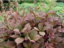 Image result for Rodgersia chocolate wings