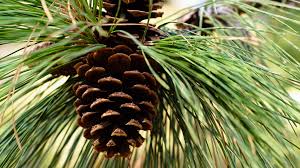 Attēlu rezultāti vaicājumam “Pinus ponderosa”