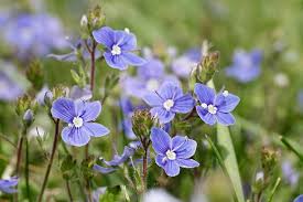 Attēlu rezultāti vaicājumam “Veronica filiformis flower”