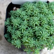 Attēlu rezultāti vaicājumam “Sedum pallidum leaf”