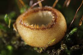 Attēlu rezultāti vaicājumam “Humaria hemisphaerica”