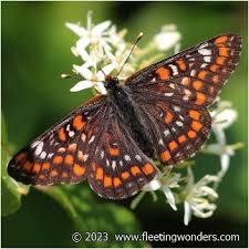 Attēlu rezultāti vaicājumam “Euphydryas maturna”