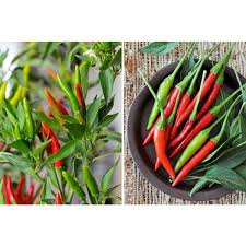 Afbeeldingsresultaat voor thai bird pepper hot pepper