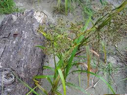 Attēlu rezultāti vaicājumam “Scirpus sylvaticus fruit”