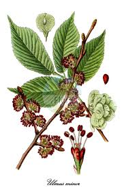 Attēlu rezultāti vaicājumam “Ulmus minor f. suberosa”