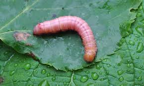 Attēlu rezultāti vaicājumam “Ptilodon capucina”