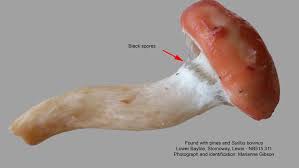 Attēlu rezultāti vaicājumam “Gomphidius roseus”