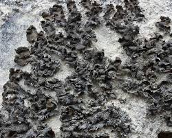 Attēlu rezultāti vaicājumam “Collema”