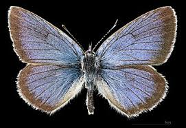 Attēlu rezultāti vaicājumam “Cyaniris semiargus female”