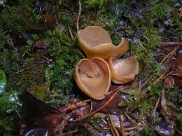 Attēlu rezultāti vaicājumam “Otidea onotica”