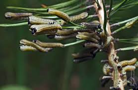 Attēlu rezultāti vaicājumam “Neodiprion sertifer larva”