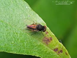 Attēlu rezultāti vaicājumam “Platypezidae”