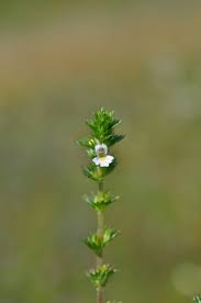 Image result for Euphrasia stricta