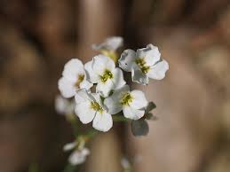 Attēlu rezultāti vaicājumam “Cardaminopsis arenosa flower”