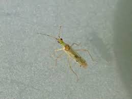 Attēlu rezultāti vaicājumam “Dicyphus sp.”