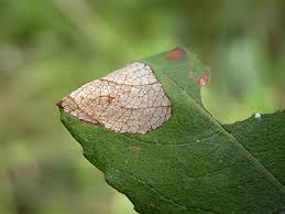 Attēlu rezultāti vaicājumam “Caloptilia stigmatella”