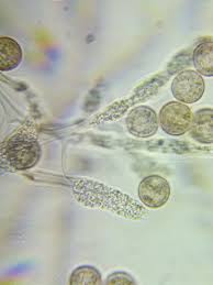 Attēlu rezultāti vaicājumam “Physarum penetrale spores”