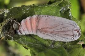 Attēlu rezultāti vaicājumam “Cosmia pyralina”