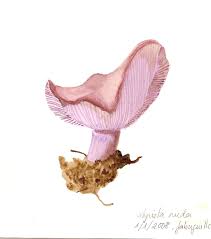 Attēlu rezultāti vaicājumam “Lepista nuda”