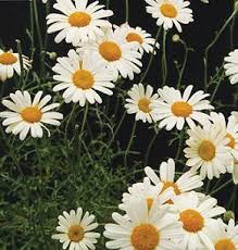 Image result for Chrysanthemum ptarmiciflorum