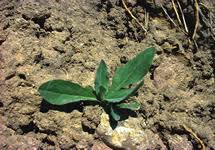 Attēlu rezultāti vaicājumam “Hemitrichia chrysospora young”