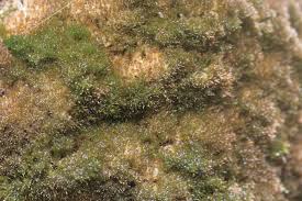 Attēlu rezultāti vaicājumam “Eucladium verticillatum”