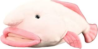 Image result for blobfish