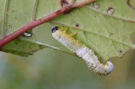 Attēlu rezultāti vaicājumam “Anania funebris”