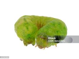 Attēlu rezultāti vaicājumam “Phlogophora meticulosa”