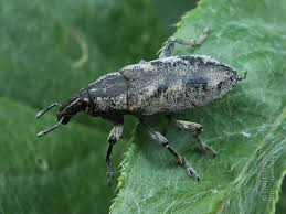 Attēlu rezultāti vaicājumam “Cleonis pigra”