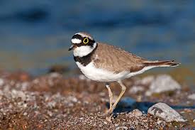 Attēlu rezultāti vaicājumam “Charadrius dubius adult”