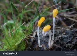 Attēlu rezultāti vaicājumam “Mitrula paludosa”