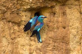 Attēlu rezultāti vaicājumam “Coracias garrulus adult”