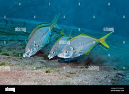 Image result for Pseudocaranx dentex