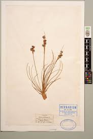 Attēlu rezultāti vaicājumam “Juncus squarrosus”