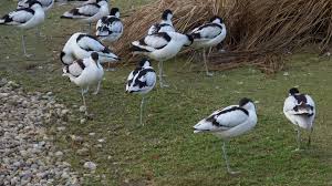 Attēlu rezultāti vaicājumam “Recurvirostra avosetta”