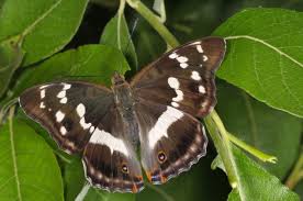 Attēlu rezultāti vaicājumam “Apatura iris”