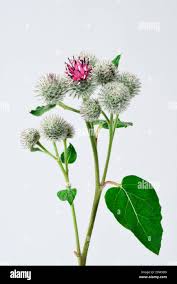 Attēlu rezultāti vaicājumam “Arctium tomentosum leaf”