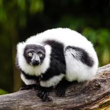 lemur ile ilgili görsel sonucu